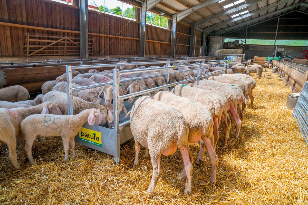 Gangtrog für Schafe, L=2,46m höhenverstellbar, mit Nackenrohr mit Schraubenbeutel