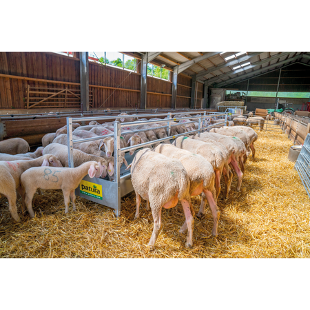 Gangtrog für Schafe, L=2,46m höhenverstellbar, mit Nackenrohr mit Schraubenbeutel