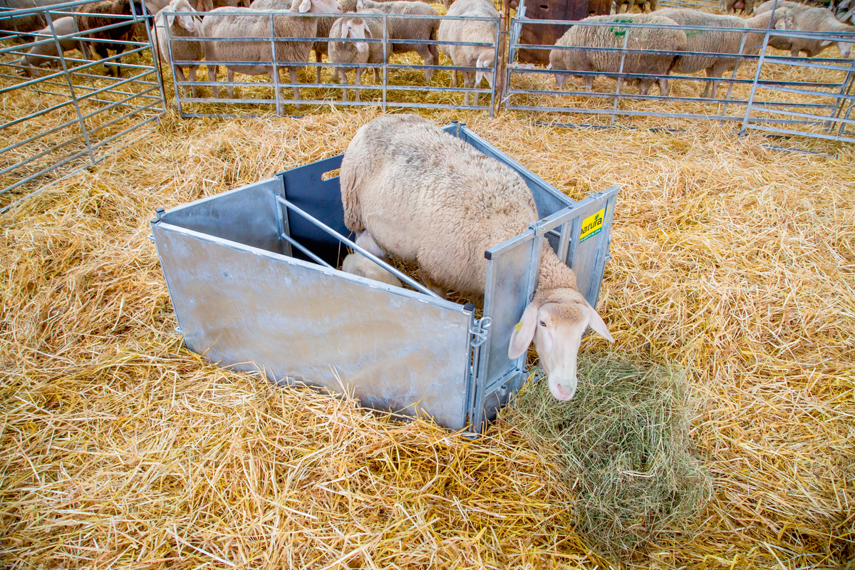 Adoptionsbox für Lämmer Starterset mit 2 Seitenteilen verzinkt, für Schafe