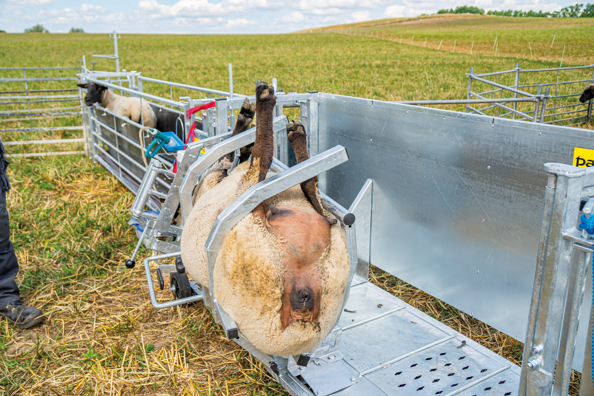 Cage de retournement pour moutons, modèle XL, galvanisée