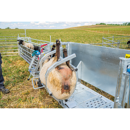 Cage de retournement pour moutons, modèle L, galvanisée