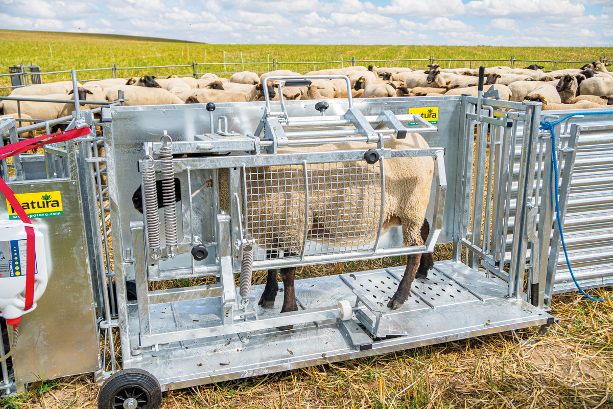 Cage de retournement pour moutons, modèle XL, galvanisée