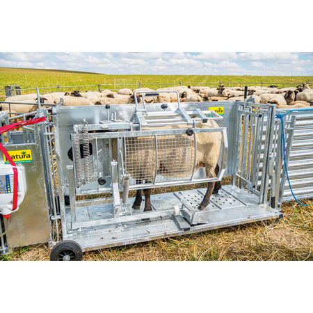 Cage de retournement pour moutons, modèle L, galvanisée