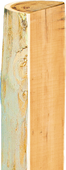 Robinia paal, gehalveerd, 1500 mm, d=13-15 cm, afgeschuind, 3-voudig onthorst