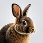 Hares/rabbits