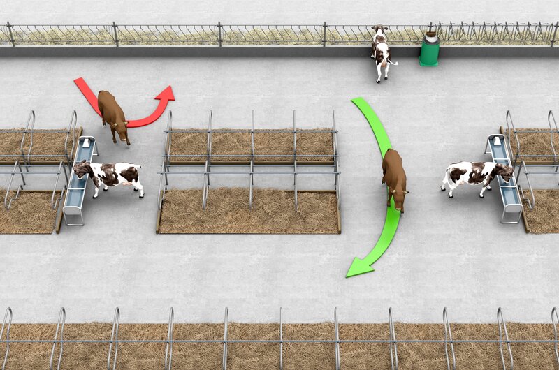 Anordnung von Tränken bei Laufstallhaltung von Rindern