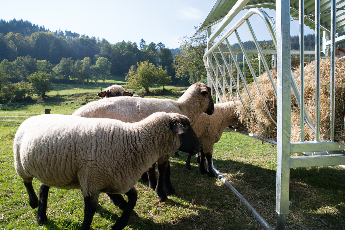 Viereckraufe für Schafe, mit Dach, verzinkt