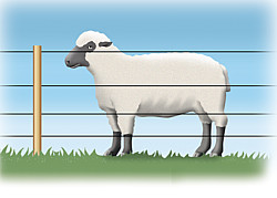 cloture electrique mouton